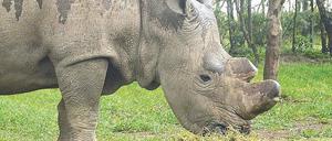 Einer der letzten. Der Bulle „Sudan“ im kenianischen Schutzgebiet Ol Pejeta. Die Männchen des Nördlichen Breitmaulnashorns werden bis zu dreieinhalb Tonnen schwer, die Weibchen wiegen nicht einmal halb so viel. 