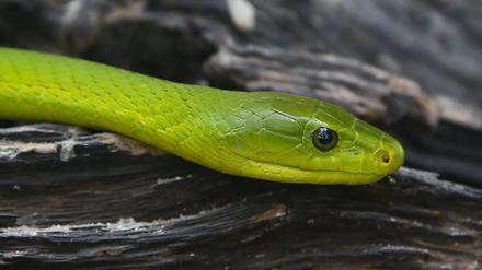 Mamba