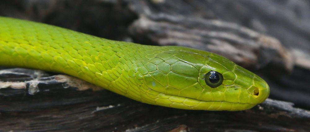 Mamba