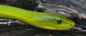 Mamba