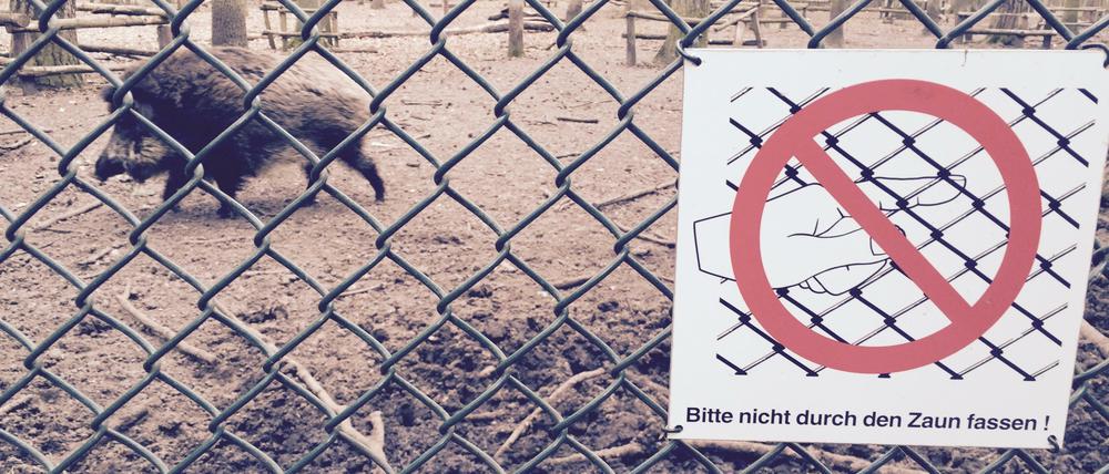 Aber nicht den Finger durchstecken! Das Gehege in Hakenfelde.