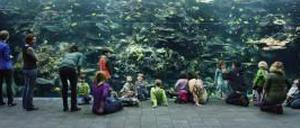Hinter Glas. Eine Aufnahme von Thomas Struth im Aquarium von Atlanta.