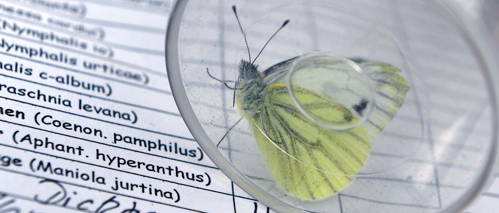 Auch Hobbywissenschaftler sollen beim Zählen der Schmetterlinge helfen. 