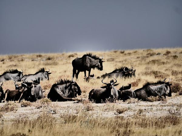 Zottelige Gnus wirken mit "Impressiv"-Filter noch zotteliger im Etosha-Nationalpark.