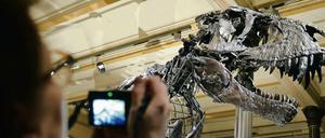 Dino "Tristan": Der Saurier gilt unter internationalen Experten als ganz besonderer Fund und wird seit Mitte 2015 in Berlin erforscht.