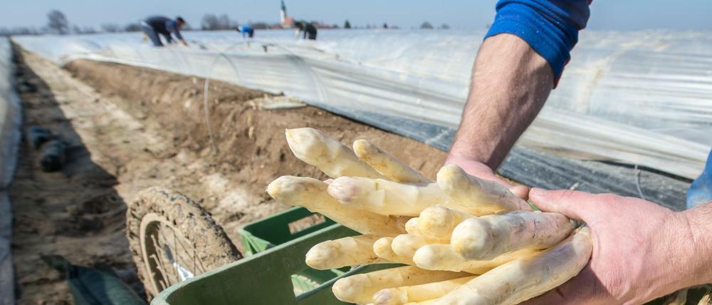 Ein Kiste mit frisch gestochenem Spargel in Bayern.