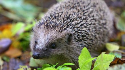 Stadtbewohner. Tagsüber sind Igel oft in Gärten versteckt, nachts stromern sie durch die öffentlichen Parks. 