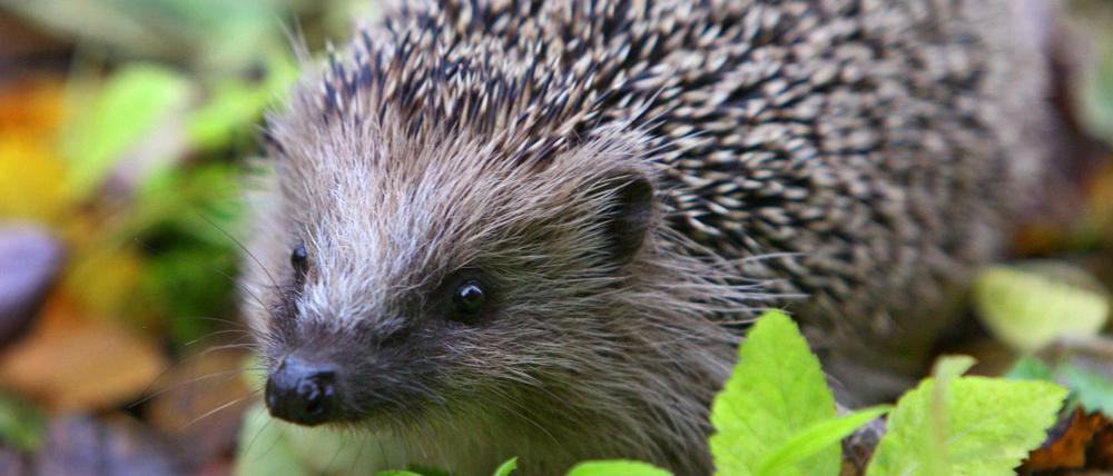 Stadtbewohner. Tagsüber sind Igel oft in Gärten versteckt, nachts stromern sie durch die öffentlichen Parks.