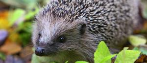 Stadtbewohner. Tagsüber sind Igel oft in Gärten versteckt, nachts stromern sie durch die öffentlichen Parks. 