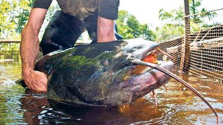 Monster aus der Tiefe. Dieser Wels wurde vor drei Jahren im Spreewald gefangen – 1,80 Meter lang und 40 Kilogramm schwer. 
