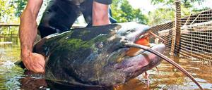 Monster aus der Tiefe. Dieser Wels wurde vor drei Jahren im Spreewald gefangen – 1,80 Meter lang und 40 Kilogramm schwer.