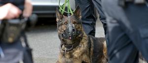 Was passiert eigentlich mit Polizeihunden, die zu alt für den aktiven Dienst sind?