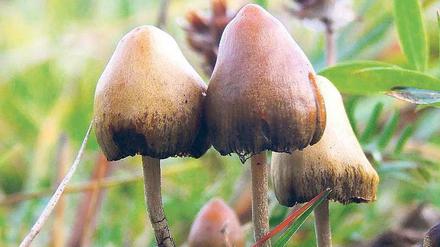 Berauschend. „Zauberpilze“ gedeihen überall auf der Welt. Foto: Wikimedia