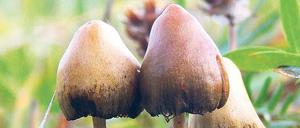 Berauschend. „Zauberpilze“ gedeihen überall auf der Welt. Foto: Wikimedia