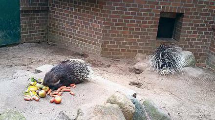Poldi und Schweini aus dem Cottbuser Zoo. 