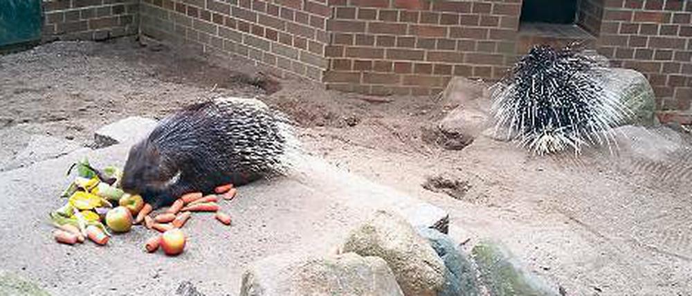 Poldi und Schweini aus dem Cottbuser Zoo. 