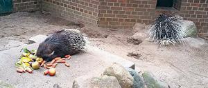 Poldi und Schweini aus dem Cottbuser Zoo.