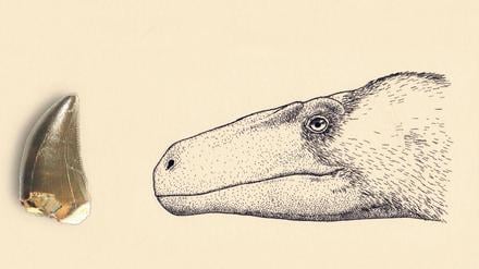 Zahn aus der Urzeit. Dieser Hauer gehörte zu einem Vorfahren des Tyrannosaurus rex. 