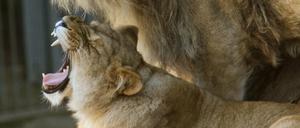 Das Löwenpaar "Massai" und "Gretchen" im Wildpark Johannesmühle in Baruth/Klasdorf (Teltow Fläming).