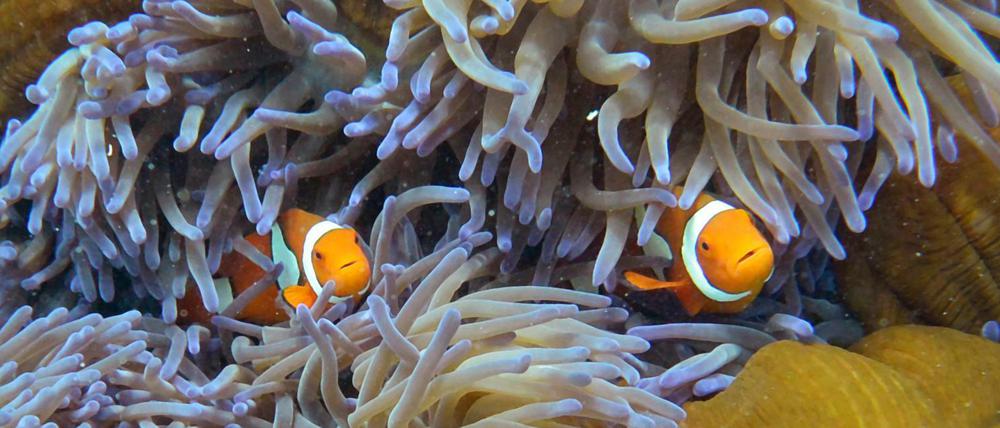 Buntes Leben. Vielfältige Lebensgemeinschaften - wie hier am Great Barrier Reef - sind massiv bedroht.