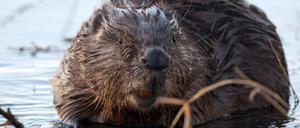Mein lieber Biber! Das größte Nagetier Europas soll einem Mann gefährlich geworden sein.