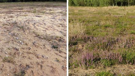 Blühendes Leben. Nach der Bodenbeimpfung ist nach acht Jahren eine Heidelandschaft entstanden. Das Vergleichsfeld (links) wurde nicht behandelt, es ist nur 30 Meter entfernt. 