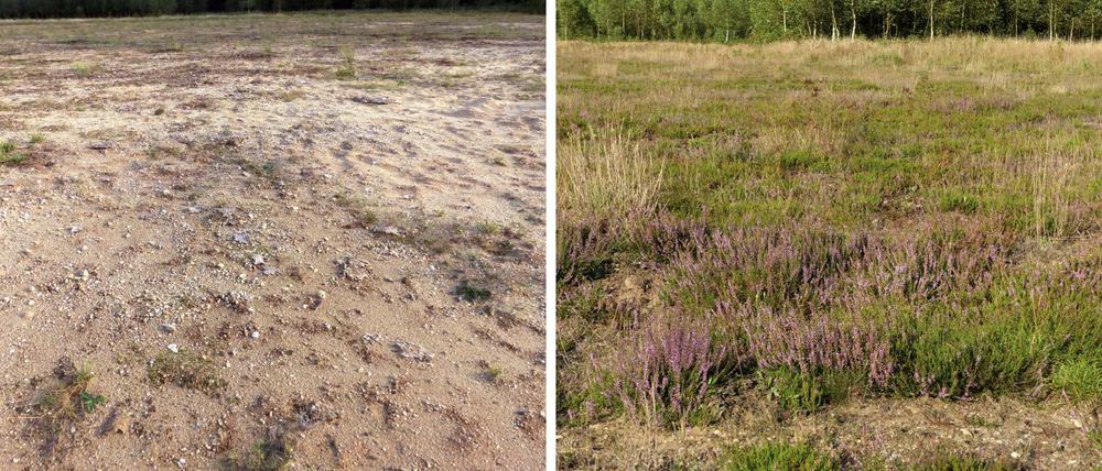 Blühendes Leben. Nach der Bodenbeimpfung ist nach acht Jahren eine Heidelandschaft entstanden. Das Vergleichsfeld (links) wurde nicht behandelt, es ist nur 30 Meter entfernt.