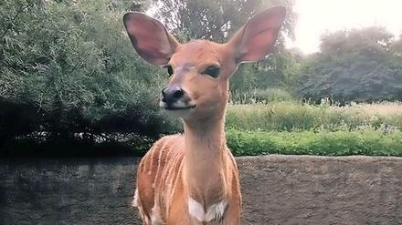 Hat so schöne Ohren: Das "Junge" aus der Nyala-Familie im Zoo.