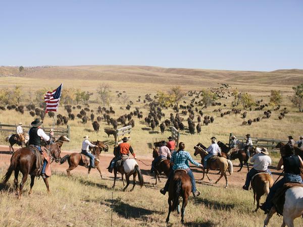 Stampede: Hier kommt die größte frei lebende Büffelherde der Welt. 