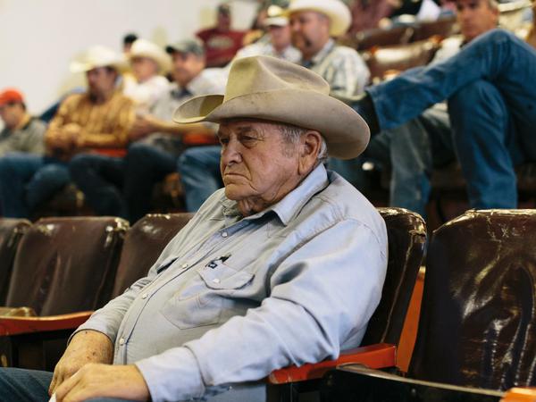 In der Auktionshalle von Philip, South Dakota, werden Jährlingskälber kritisch beäugt. Es geht um Nachwuchs für die Herden, um Fleisch und um einen Haufen Dollars