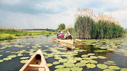Ganz weit draußen. Den Krach der Stadt tauscht man im Nationalpark Unteres Oderland gegen den Ruf des Kuckucks.