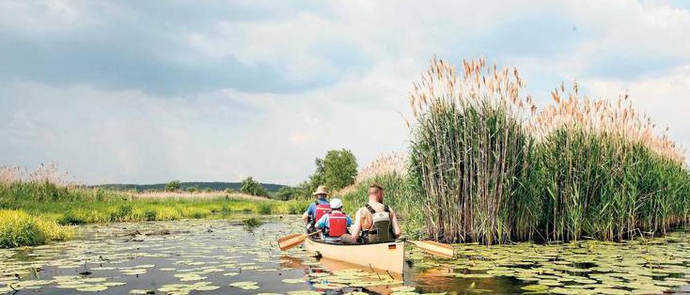 Ganz weit draußen. Den Krach der Stadt tauscht man im Nationalpark Unteres Oderland gegen den Ruf des Kuckucks.