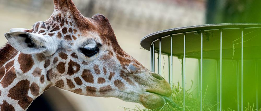 Auch der Berliner Zoo hat Aktien ausgegeben - und belohnt die Aktionäre mit Eintrittskarten.