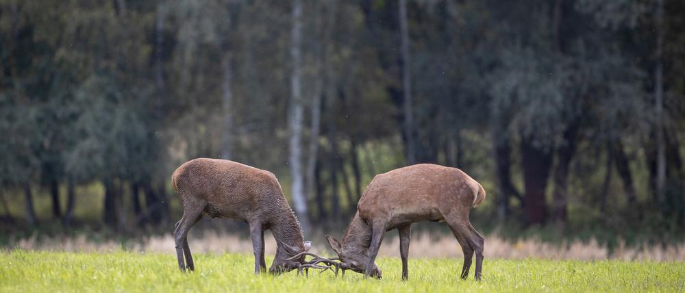 Zwei junge Rothirsche in Dallgow-Döberitz, Brandenburg. 
