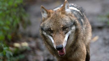 Ein Wolf, aufgenommen am 17.11.2015 im Wildgehege Moritzburg (Sachsen). Acht illegal getötete Wölfe in den vergangenen Jahren in Sachsen - und kein Täter ermittelt.