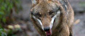 Ein Wolf, aufgenommen am 17.11.2015 im Wildgehege Moritzburg (Sachsen). Acht illegal getötete Wölfe in den vergangenen Jahren in Sachsen - und kein Täter ermittelt.
