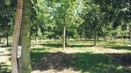 Reihenweise stehen hier die jungen Linden.