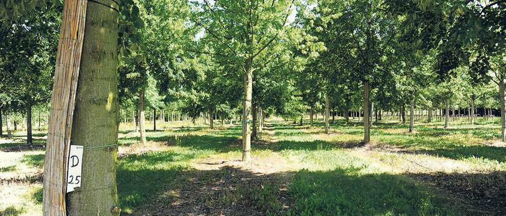 Reihenweise stehen hier die jungen Linden.