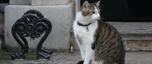 Kater Larry, der in Number 10 Downing Street wohnt.