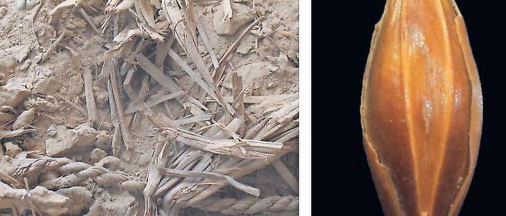 Altes Korn. Aufgrund extremer Trockenheit blieben Pflanzenreste in der Yoram-Höhle erstaunlich gut erhalten. Dazu gehört unter anderem dieses Gerstenkorn.