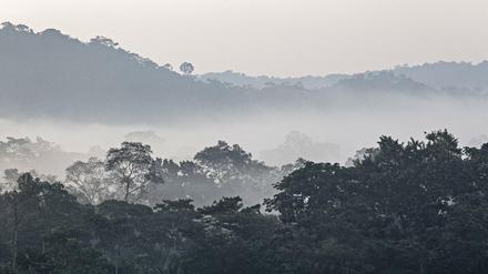 Morgennebel über dem Regenwald in Ecuador.