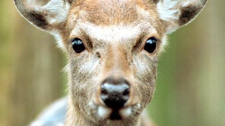 Der Sika- Hirsch ist einer der anpassungsfähigsten Paarhufer weltweit.