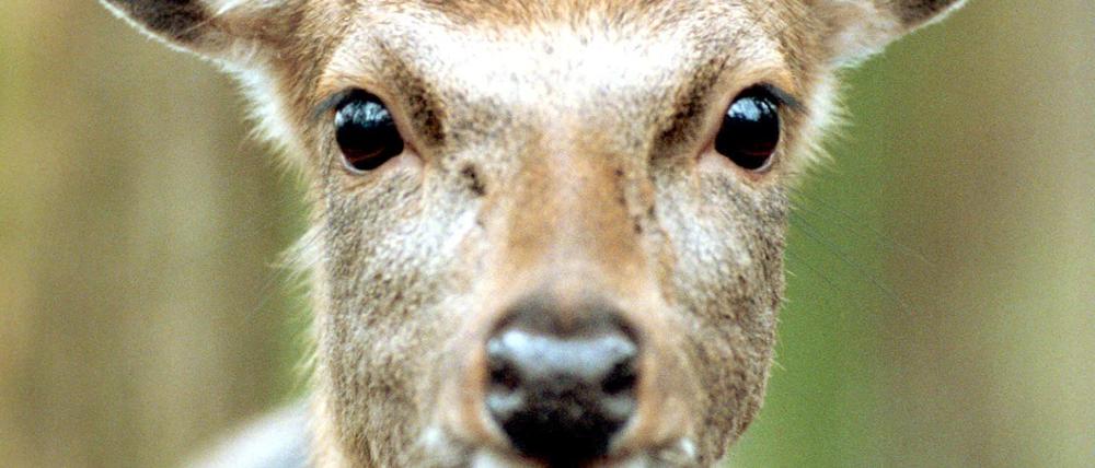 Der Sika- Hirsch ist einer der anpassungsfähigsten Paarhufer weltweit.