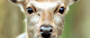 Der Sika- Hirsch ist einer der anpassungsfähigsten Paarhufer weltweit.