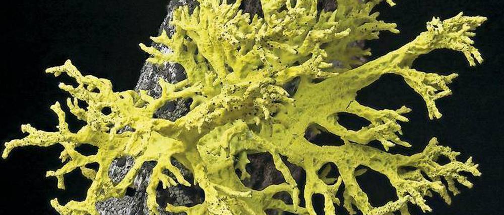 Pilz, Alge, Hefepilz. Die Flechte Letharia vulpina.