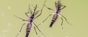 Ägyptische Tigermücken (Aedes aegypti) gelten bisher als Hauptüberträger des Zika-Virus.