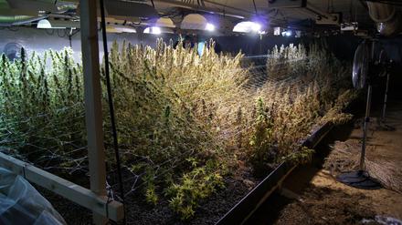 Ein Wald von Cannabispflanzen: Ein Blick in die Lagerhalle im Havelland. 
