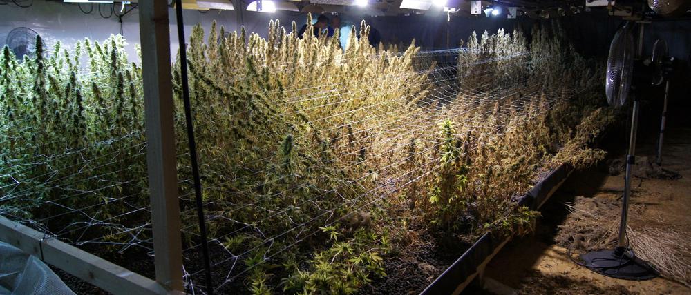 Ein Wald von Cannabispflanzen: Ein Blick in die Lagerhalle im Havelland.