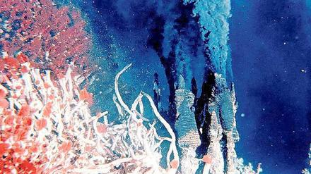 Paradies. An solchen Hydrothermalquellen begann offenbar das Leben.