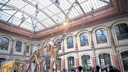 Gigant der Urzeit. Die Knochen des Brachiosaurus brancai ragen bis 13 Meter in die Höhe und bilden das weltweit größte aufgestellte Dinosaurierskelett. Sie wurden bei einer Expedition im frühen 20. Jahrhundert in Ostafrika gefunden.